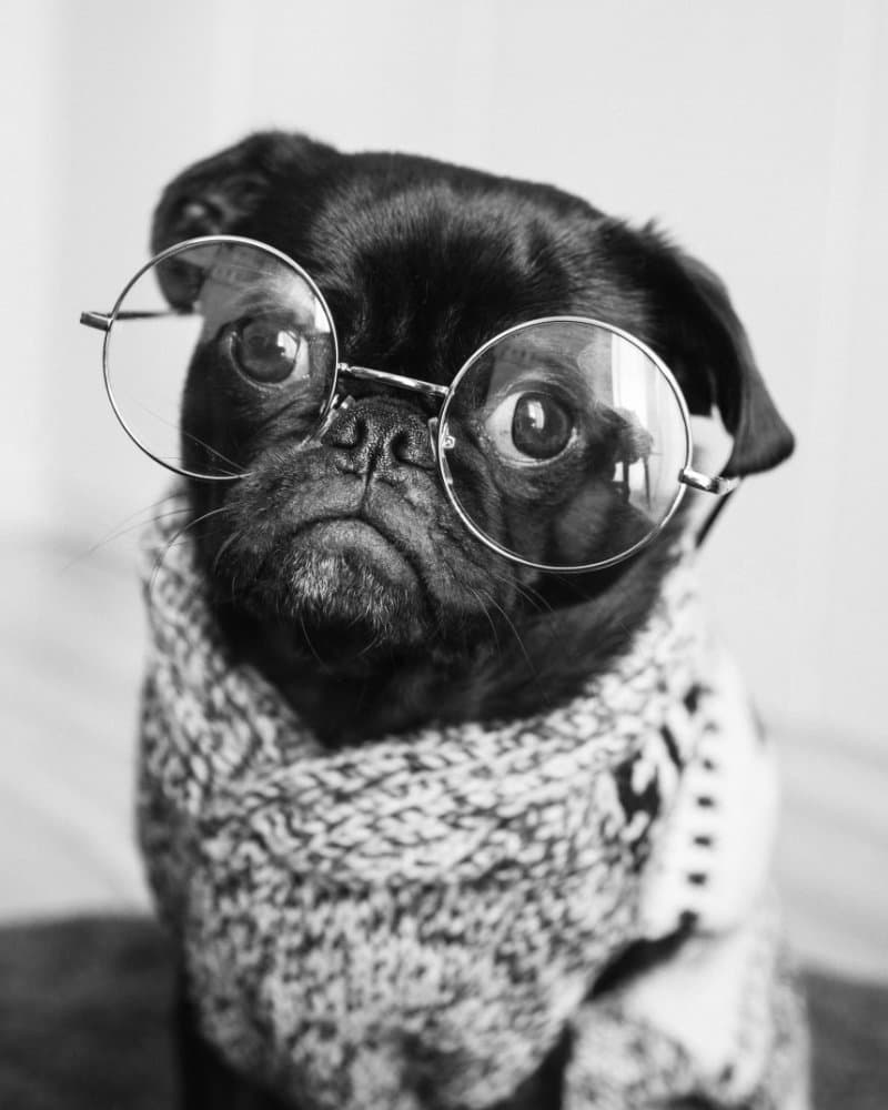 chien portant une paire de lunettes tendance
